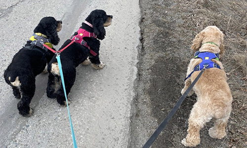 Alaska Leash Laws